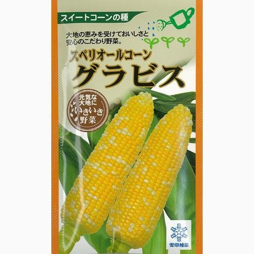 限定販売❣️粒が柔らかく甘いバイカラーとうもろこし（グラビス）皮つき40本 3e92a14292270cd07f2a6e31b675a3